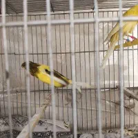 قناری رسمی بلند|پرنده|تهران, امام زاده عبدالله|دیوار