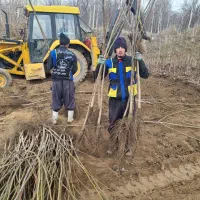 ارائه نهال گردو جمال مقاوم به سرما|خدمات باغبانی و درختکاری|گیلوان, |دیوار