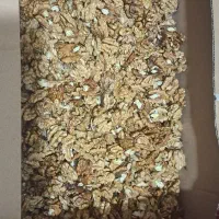 گردو پرچرب و اعلا کپته