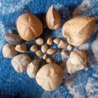 فسیل|کلکسیون اشیاء عتیقه|کوهنجان, |دیوار