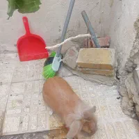 خرگوش تپول|موش و خرگوش|ارومیه, |دیوار