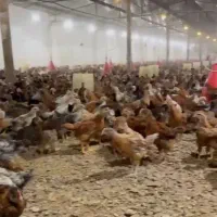فروش جوجه محلی ۴۰ روزه 130ت