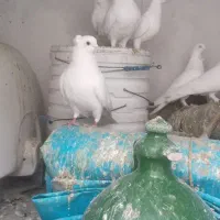 کفتر|پرنده|تبریز, |دیوار