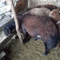 گوسفند|حیوانات مزرعه|رامیان, |دیوار