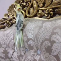 عروس هلندی دوکت مرواریدی تاج پرنسسی چشم فالو|پرنده|مشهد, یوسفیه (شهرک غرب)|دیوار