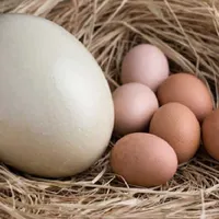 شتر مرغ «تخم»