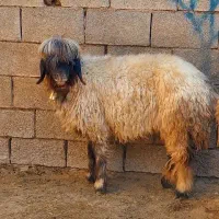 دو راس میش اصل بختیاری|حیوانات مزرعه|شوشتر, |دیوار
