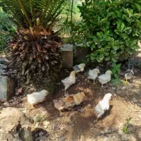 فروش ۲۵عدد جوجه محلی