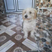 توله سگ خانگی