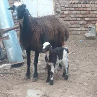 یک راس بره دار دورشت و هیکلی عروسک صحیح سالم