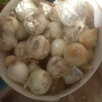 فروش پیاز سفید