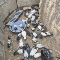 تیدی پلاکی|پرنده|سامان, |دیوار