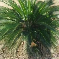 سیکاس ماده الان بچه داره