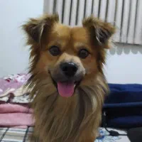 سگ گمشده