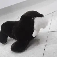 عروسک دریایی