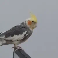 عروس هلندی اهلی نر|پرنده|پیرانشهر, |دیوار