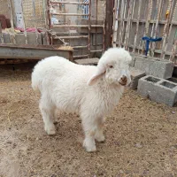 بره نر|حیوانات مزرعه|بندر ماهشهر, |دیوار