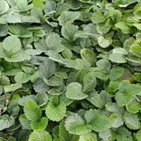 فروش بوته توت فرنگی کاماروسا وسابرینا|خدمات باغبانی و درختکاری|ماکلوان, |دیوار