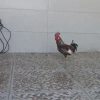 شر وشیطون