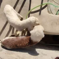 گوسفند فروشی