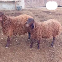 نژاد همو و هترو