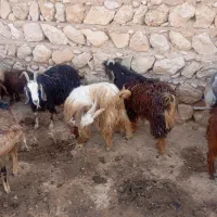 گوسفند میش بره بز بزغاله ساورین