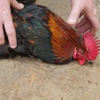پرکن