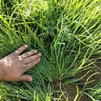 نشا، پیاز مینروا سایروس