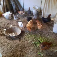 ۱۰  عدد مرغ   و ۱  خروس|حیوانات مزرعه|کوهسار (البرز), |دیوار