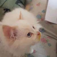 گربه ملوس|گربه|زابل, |دیوار