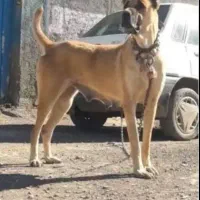 واگذاری سگ