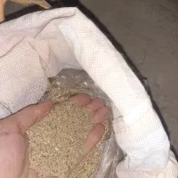 بذر|گل و گیاه طبیعی|کوهدشت, |دیوار