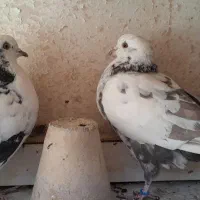 چهار عدد کبوتر تهرانی و ترکیه ای