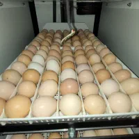 جوجه مرغ محلی|حیوانات مزرعه|رشت, یخسازی|دیوار