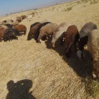 گوسفند داشتی جوان دوبر افشار وچینی