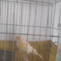 سیره
