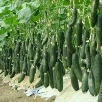 لوله کش کشاورزی