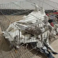 ۳۰عدد کبوتر|پرنده|باغ بهادران, |دیوار