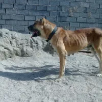 سرابی|سگ|ماهدشت, |دیوار