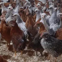 جوجه