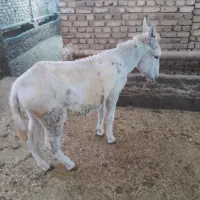 الاغ خر گله ای وباری|حیوانات مزرعه|شازند, |دیوار