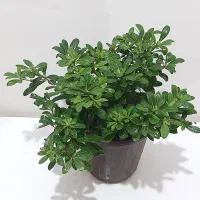 گلهای طبیعی