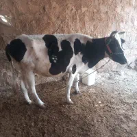 فروش یک راس گاو چهار ماه سوزن آبستنی زده شد