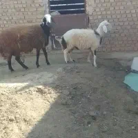 دو راس بره قوچ فروشی باخرز