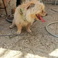 سگ پاکوتا نر   بازی گوش و فهمیده