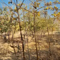 نهال گردو پوست کاغذی و عالی|خدمات باغبانی و درختکاری|بروجرد, |دیوار