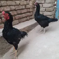 مرغ خروس اصیل