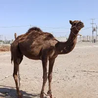 فروش شتر نر|حیوانات مزرعه|میناب, |دیوار