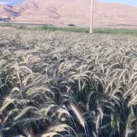 گندم فرانسوی و ایتالیایی|عمده‌فروشی|سرپل ذهاب, |دیوار