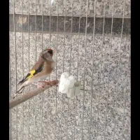 سهره ماده جوجه قفس